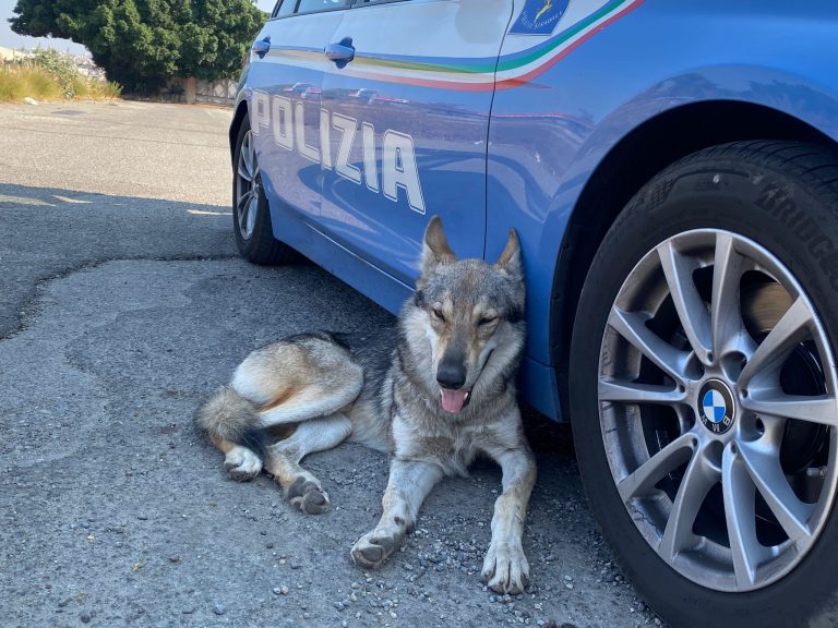 cane ferito polizia stradale (2)