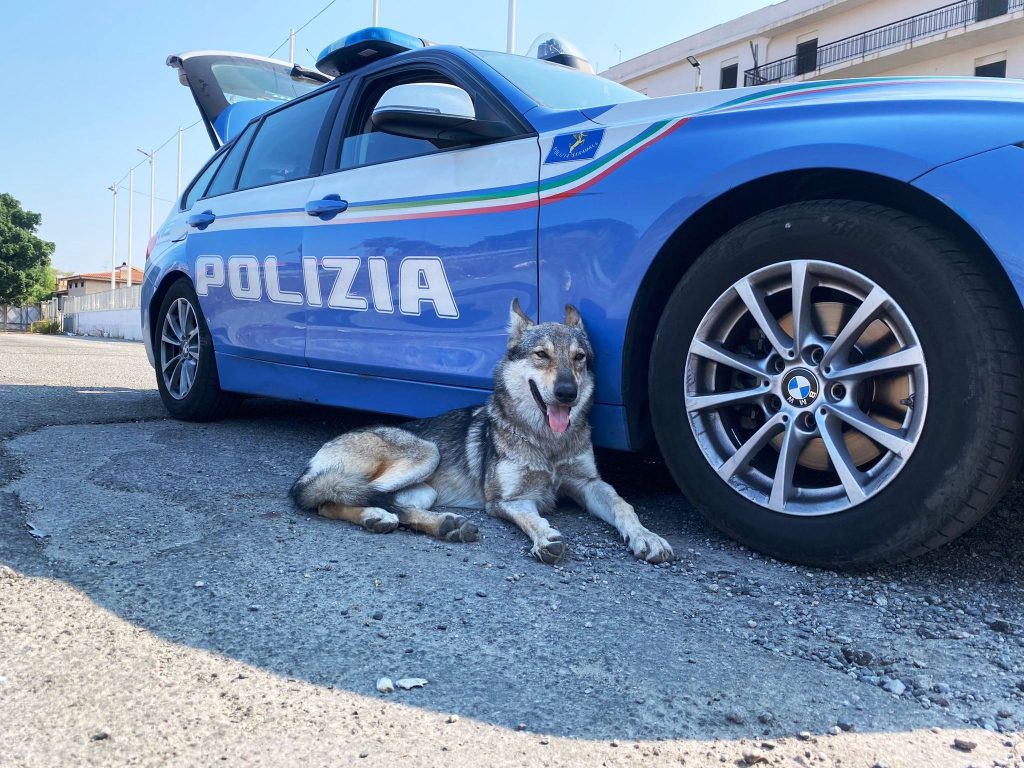 cane ferito polizia stradale (2)