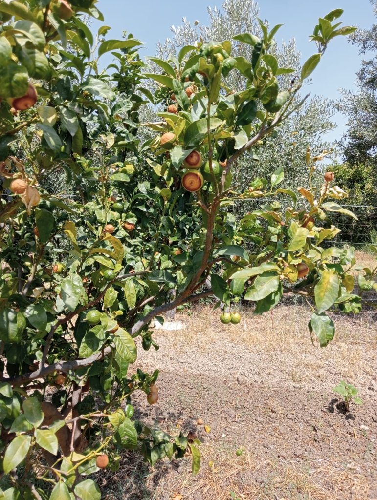 danni caldo Reggio Calabria