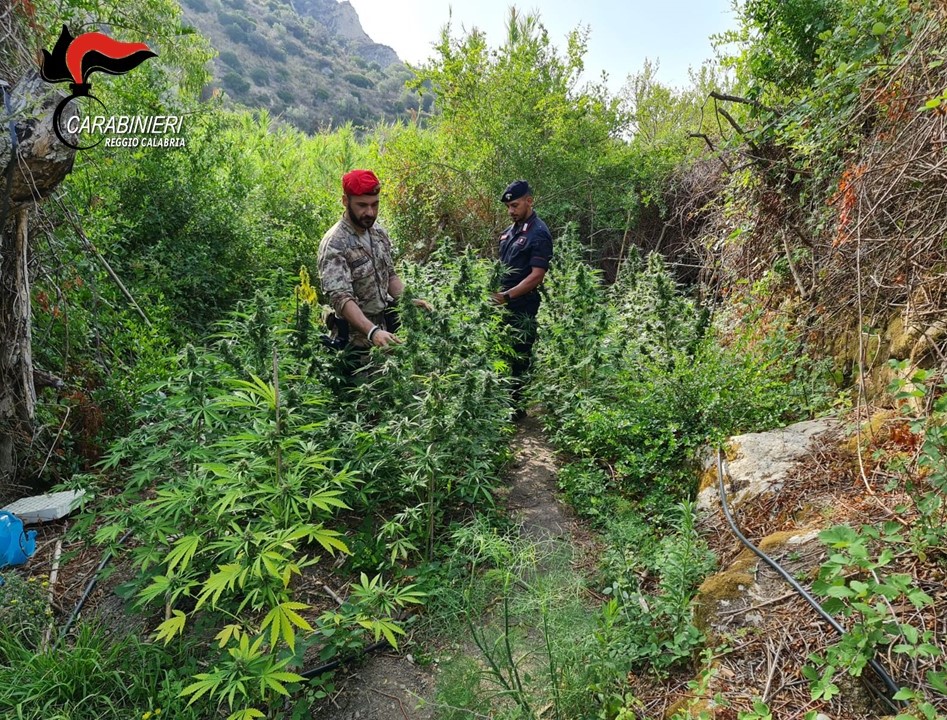 carabinieri cannabis