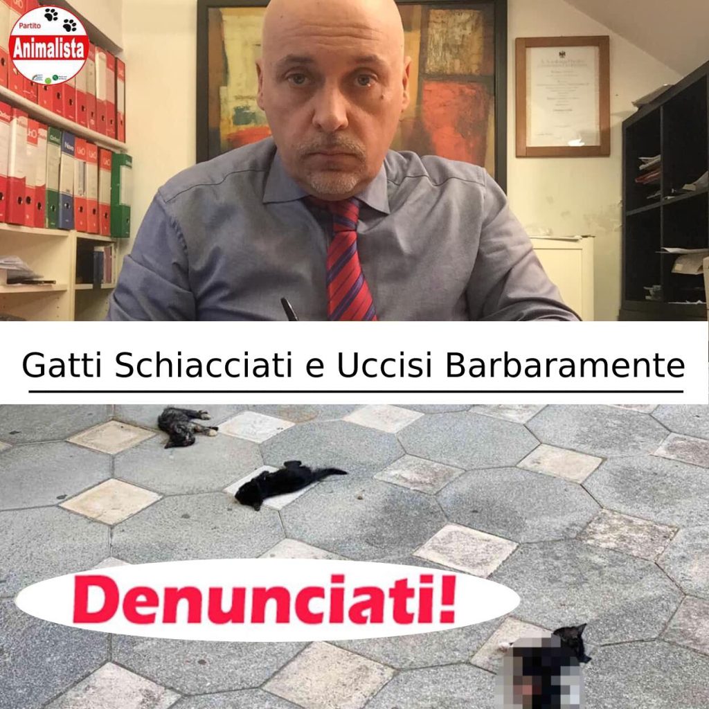 gattini schiacciati rende