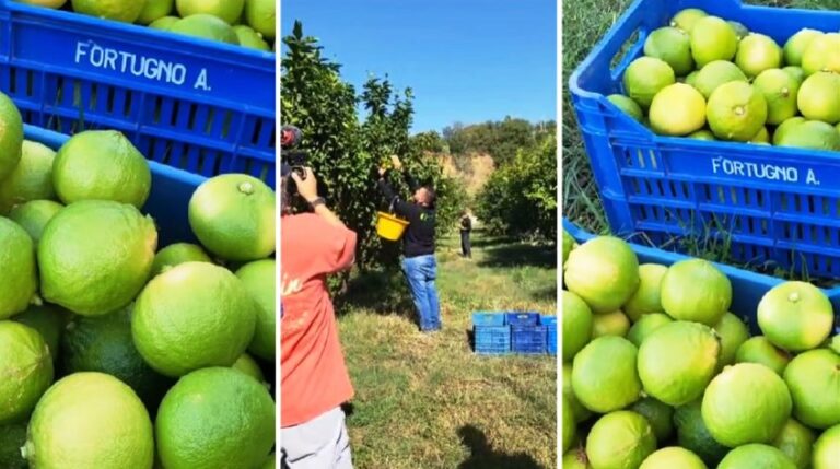 bergamotto azienda fortugno