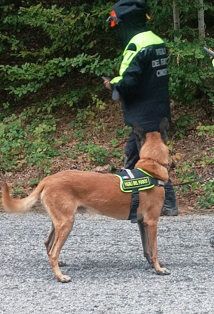 cane vigili del fuoco