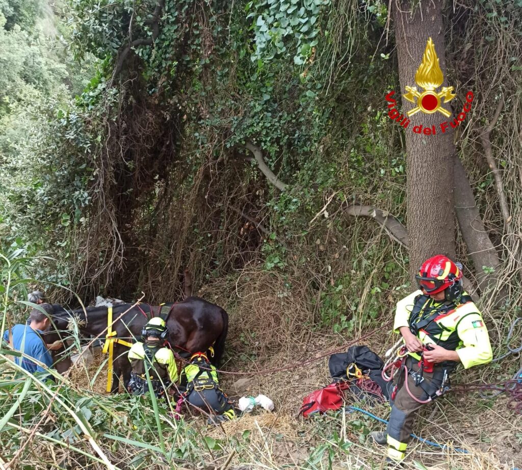 cavallo cade in un dirupo (1)