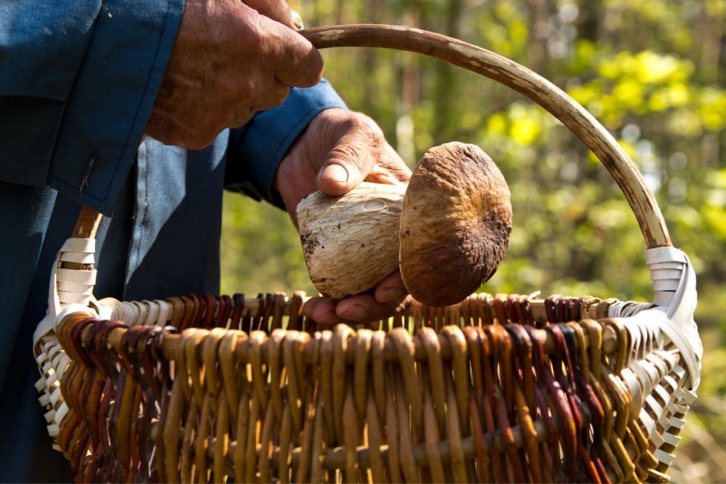 cercatore funghi bosco