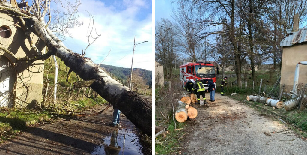 alberi sradicati sila