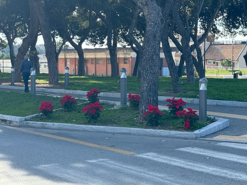 aiuole natale reggio calabria