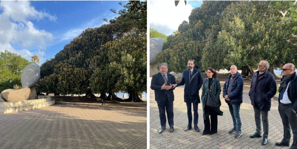 alberi monumentale messina