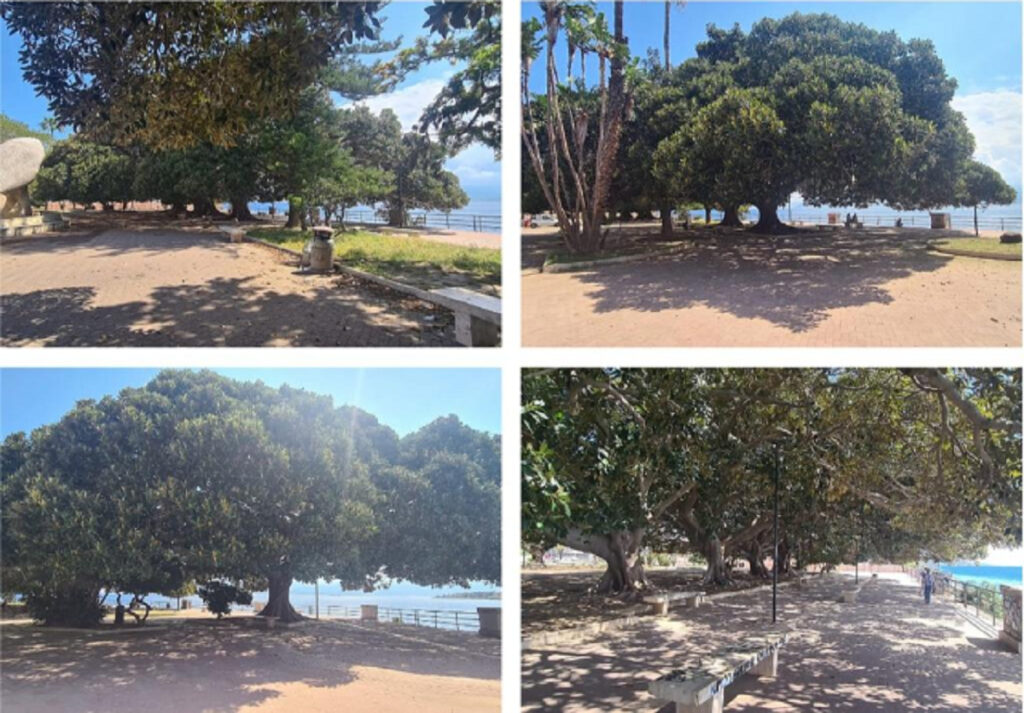 alberi-passeggiata mare messina