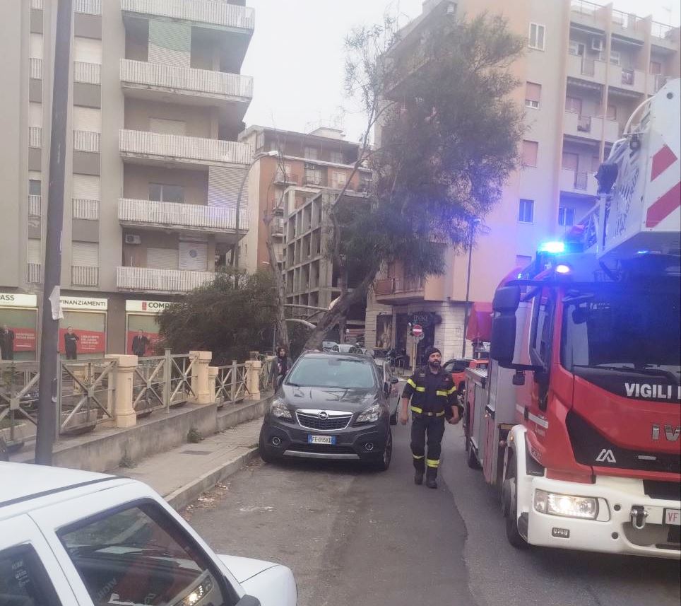 albero si spezza zona ospedale