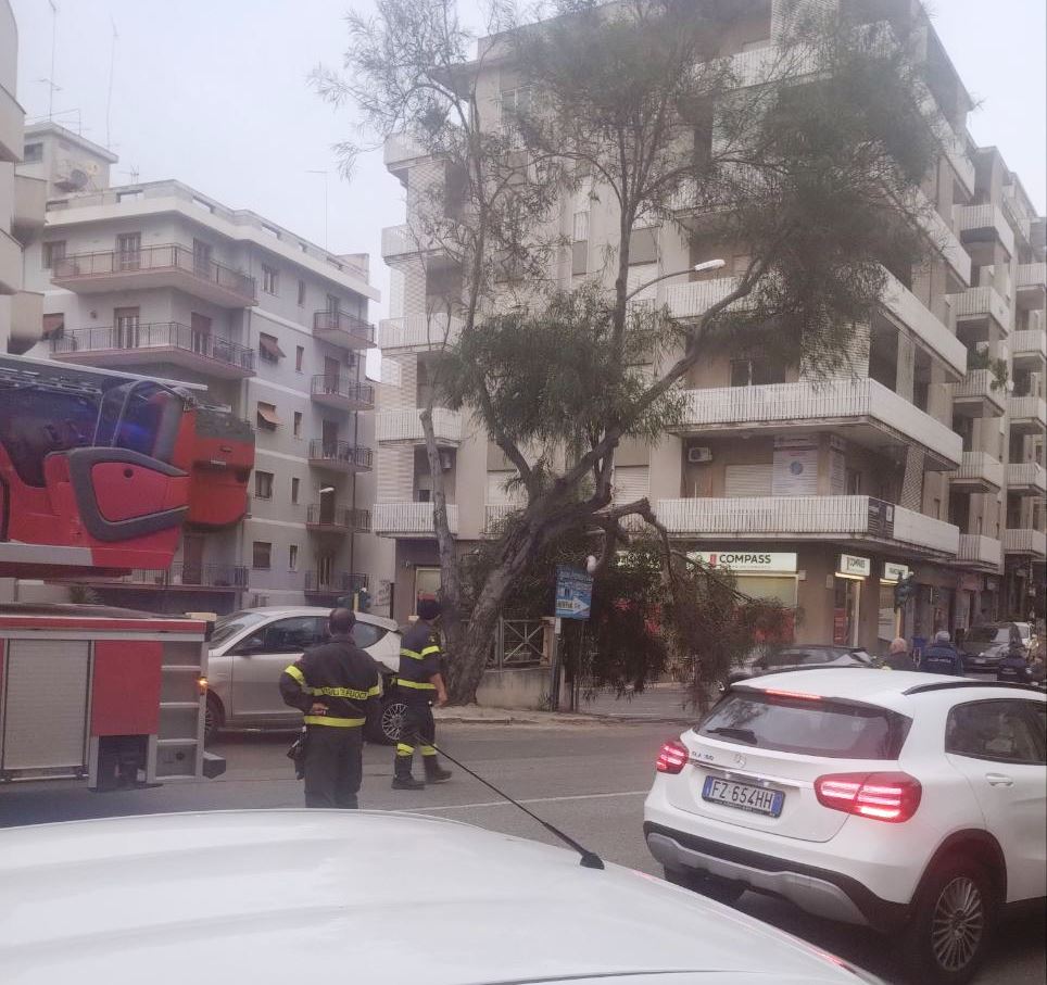 albero si spezza zona ospedale