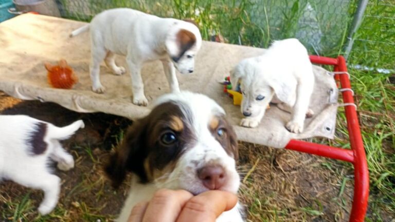 cuccioli abbandonati