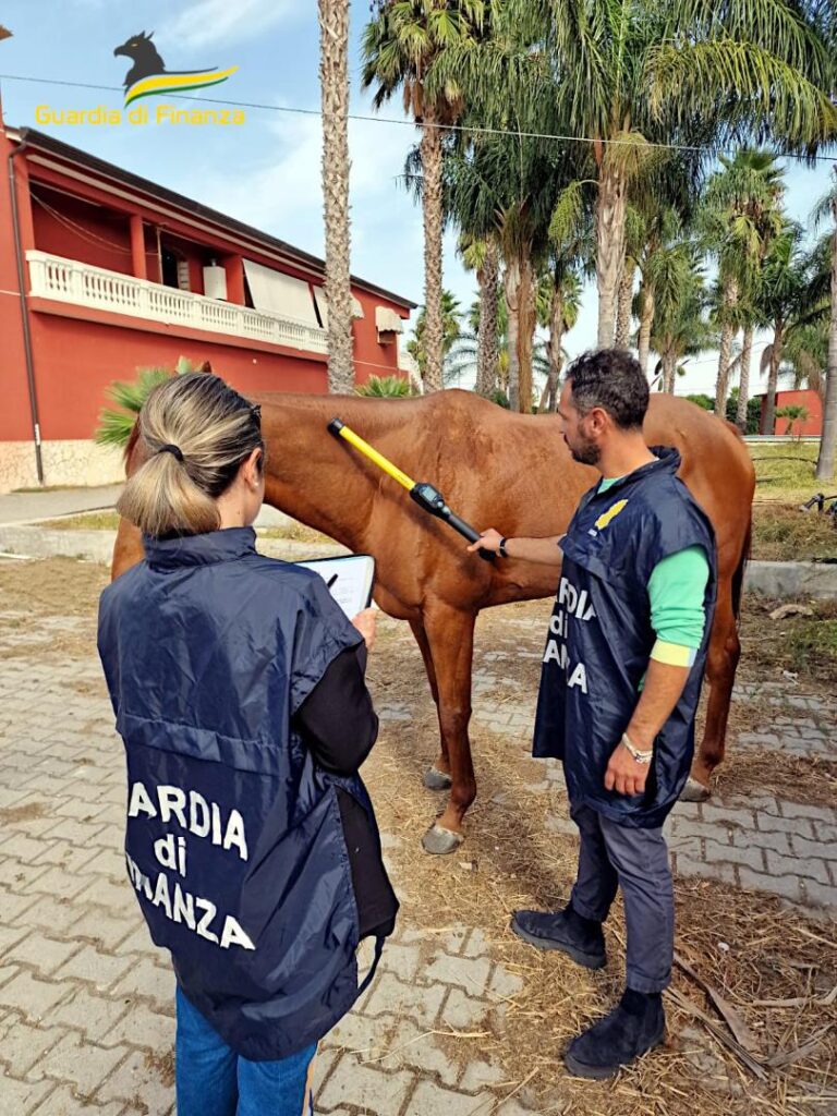 guardia finanza cavalli