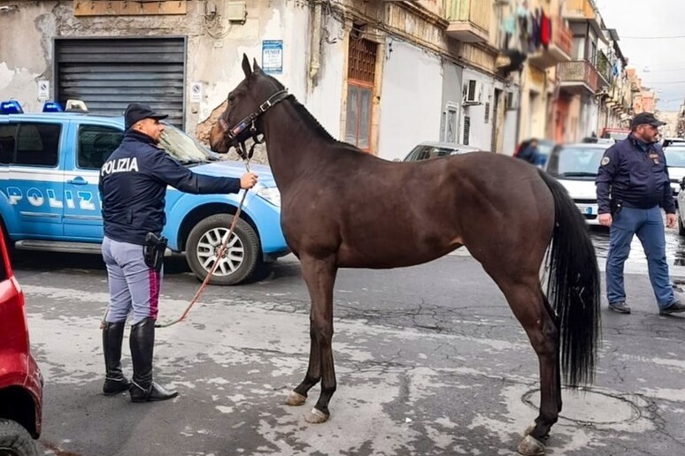 polizia sequestro cavalli