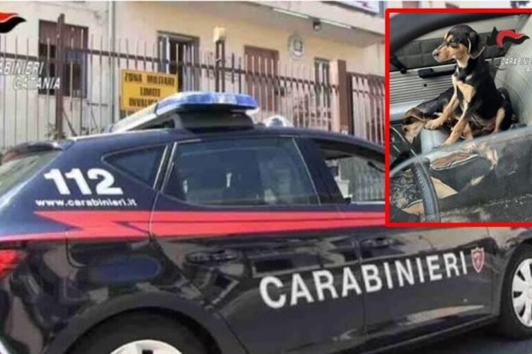 lancia cucciolo di cane carabinieri