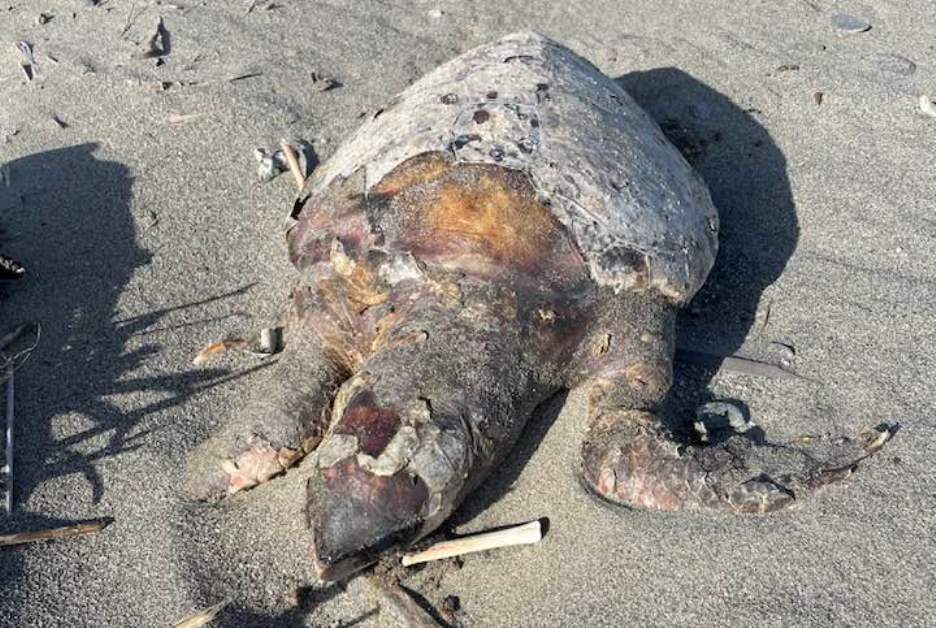 Carcassa di tartaruga caretta caretta sulle spiagge della jonica