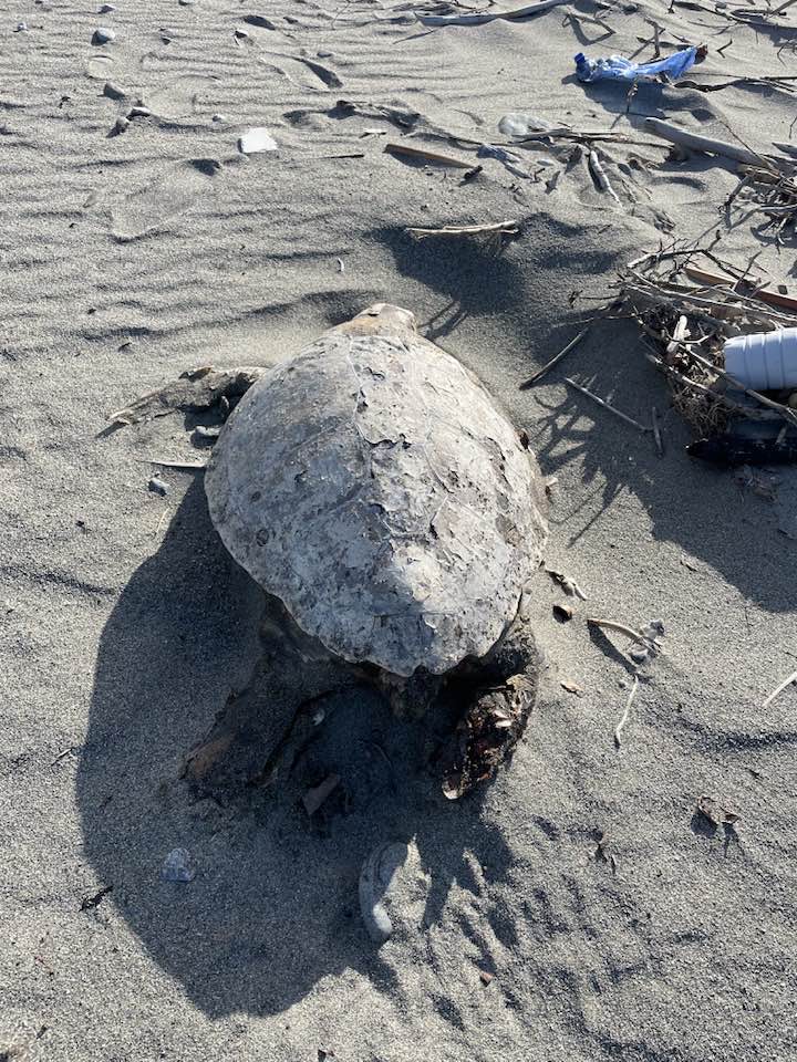 Carcassa di tartaruga caretta caretta sulle spiagge della jonica