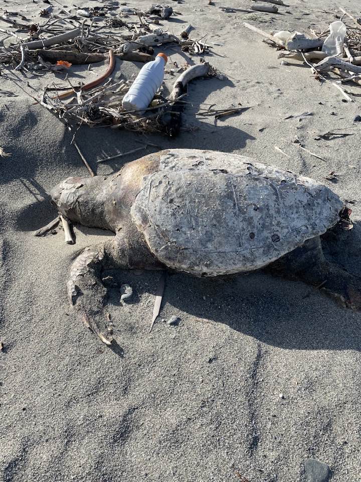 Carcassa di tartaruga caretta caretta sulle spiagge della jonica