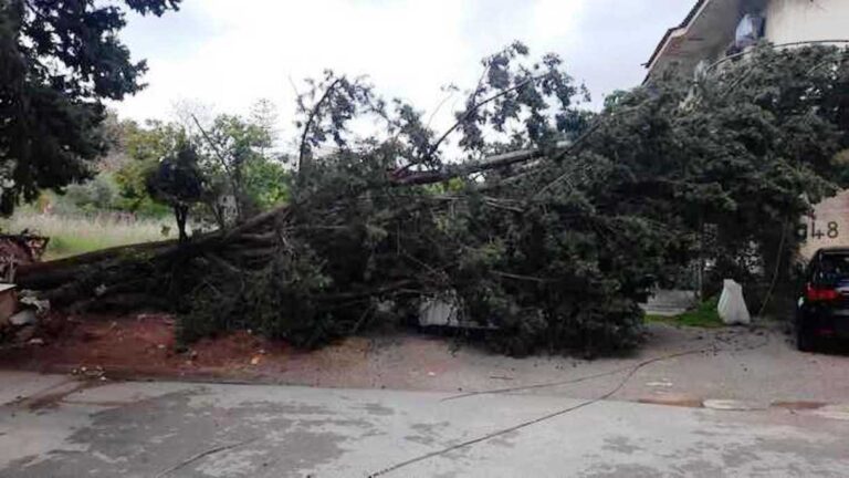 albero abbattuto forte vento