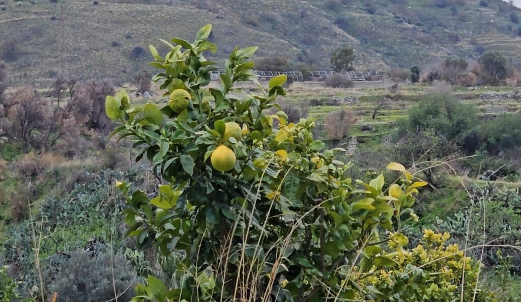 giardino esperidi