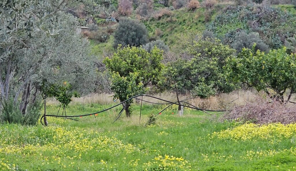 giardino esperidi