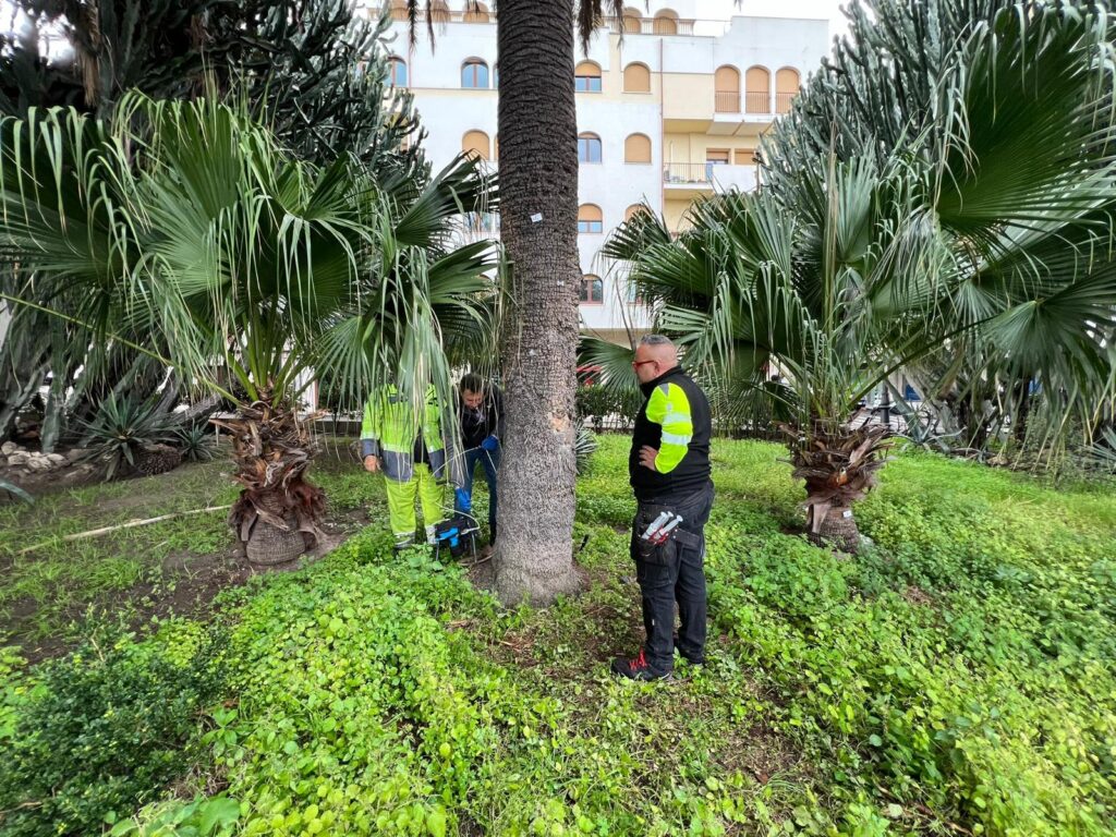 trattamento punteruolo lungomare reggio