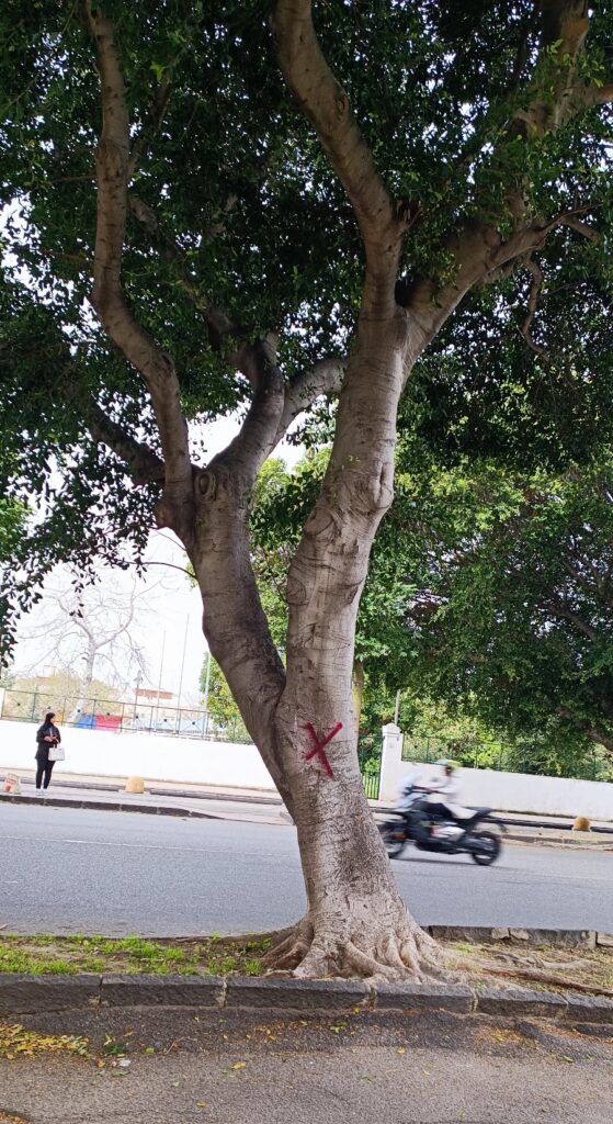 Alberi Viale Calabria