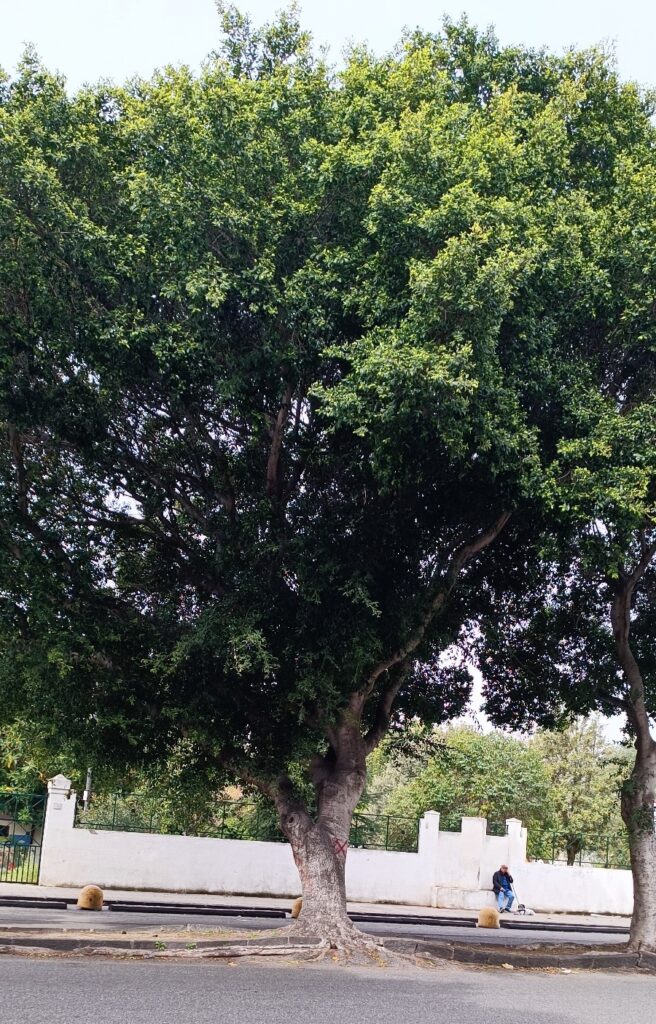 Alberi Viale Calabria