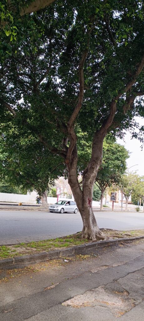 Alberi Viale Calabria