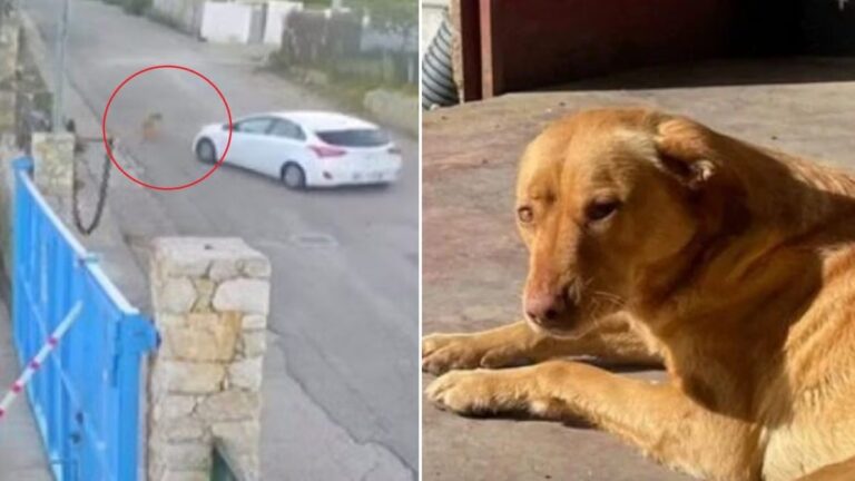 alcamo-cagnolina-investita