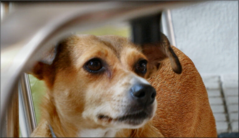 cagnolina nina