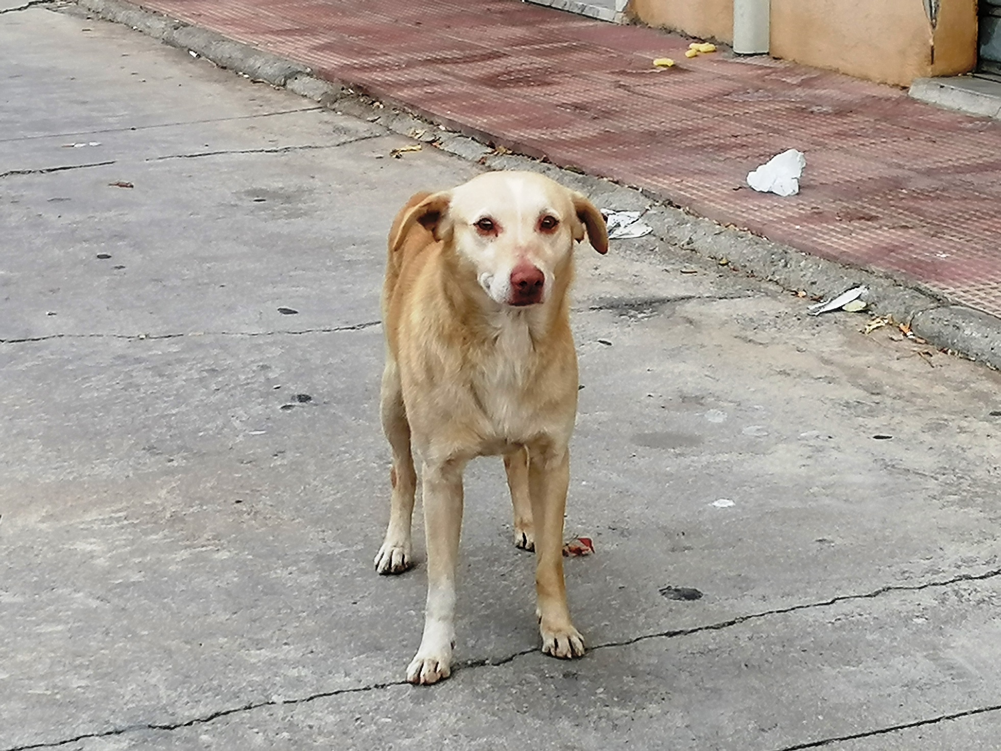 Reggio Calabria, Cucciolo Abbandonato O Smarrito?