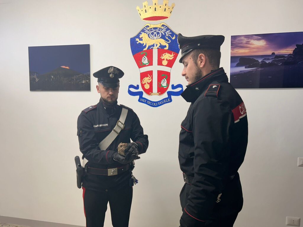 gufo recuperato carabinieri