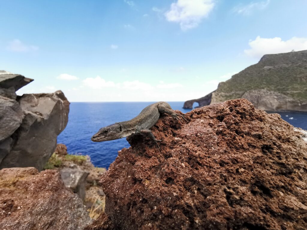 lucertola delle Eolie