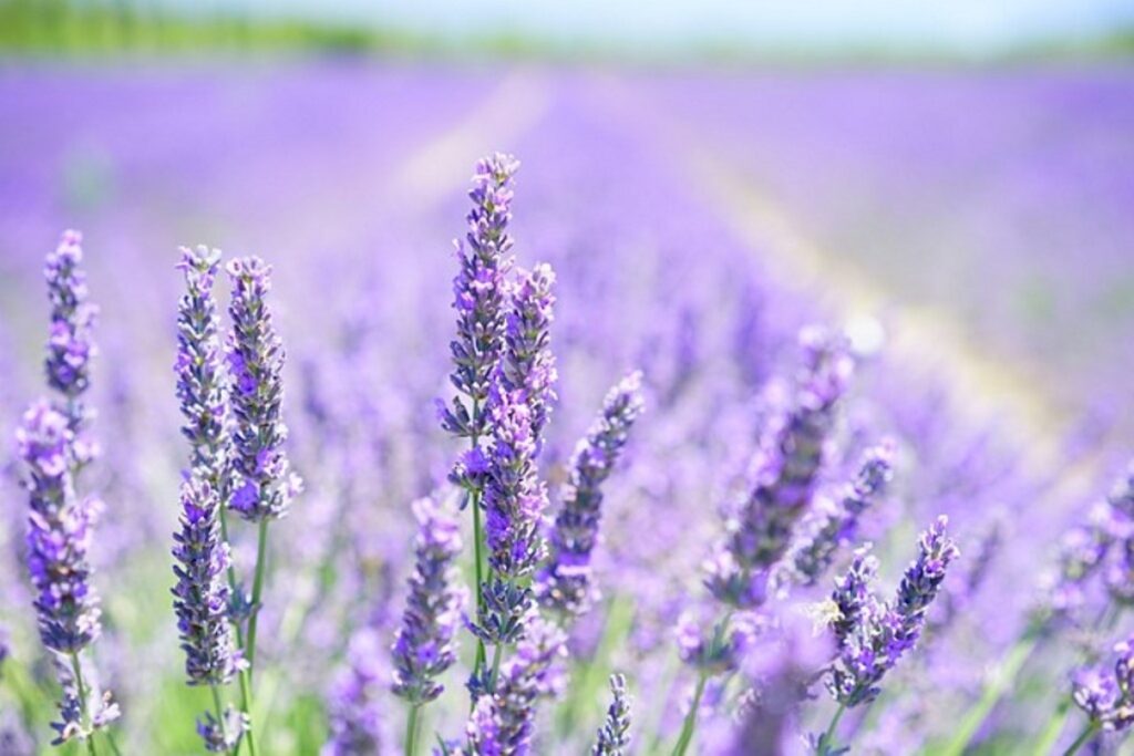 il parco della lavanda