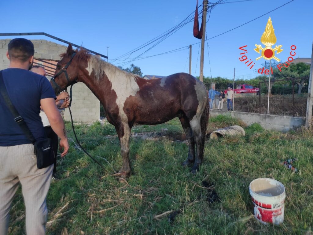 cavallo cade in un pozzo