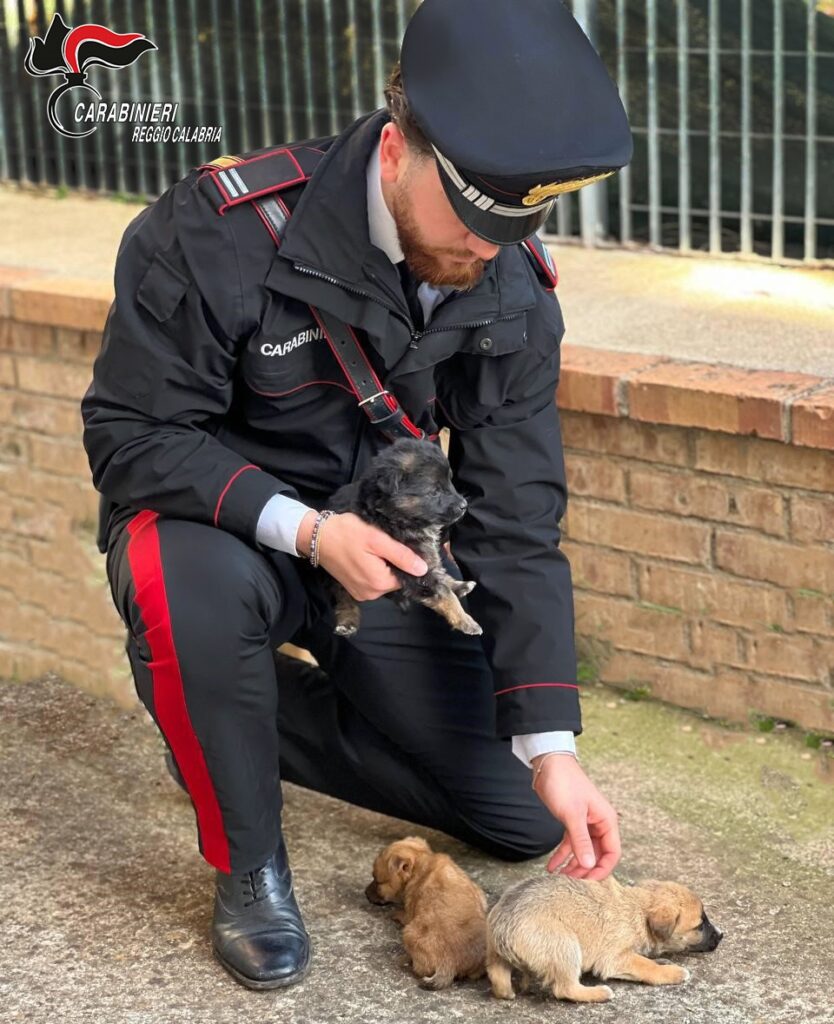 cuccioli salvati dai carabinieri