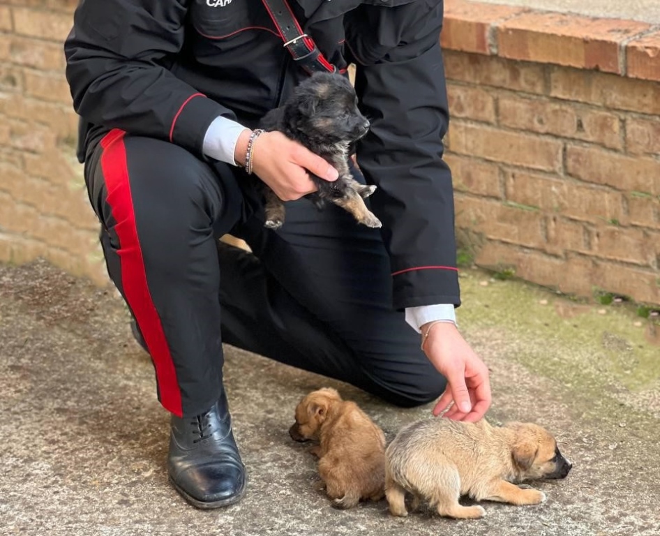 cuccioli salvati dai carabinieri