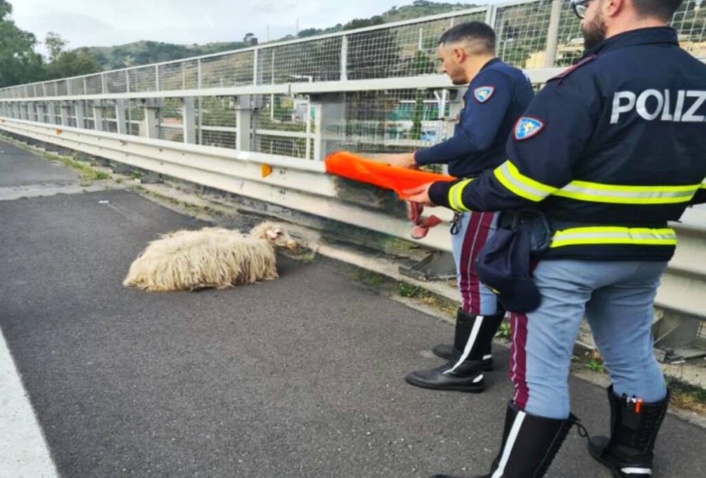 polizia stradale agnellini