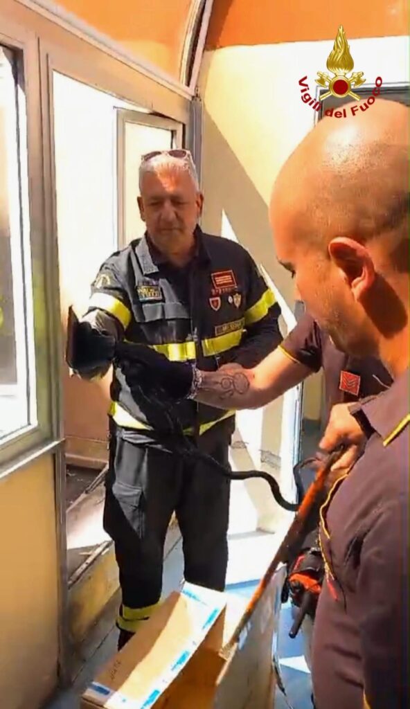 serpente catturato policlinico messina