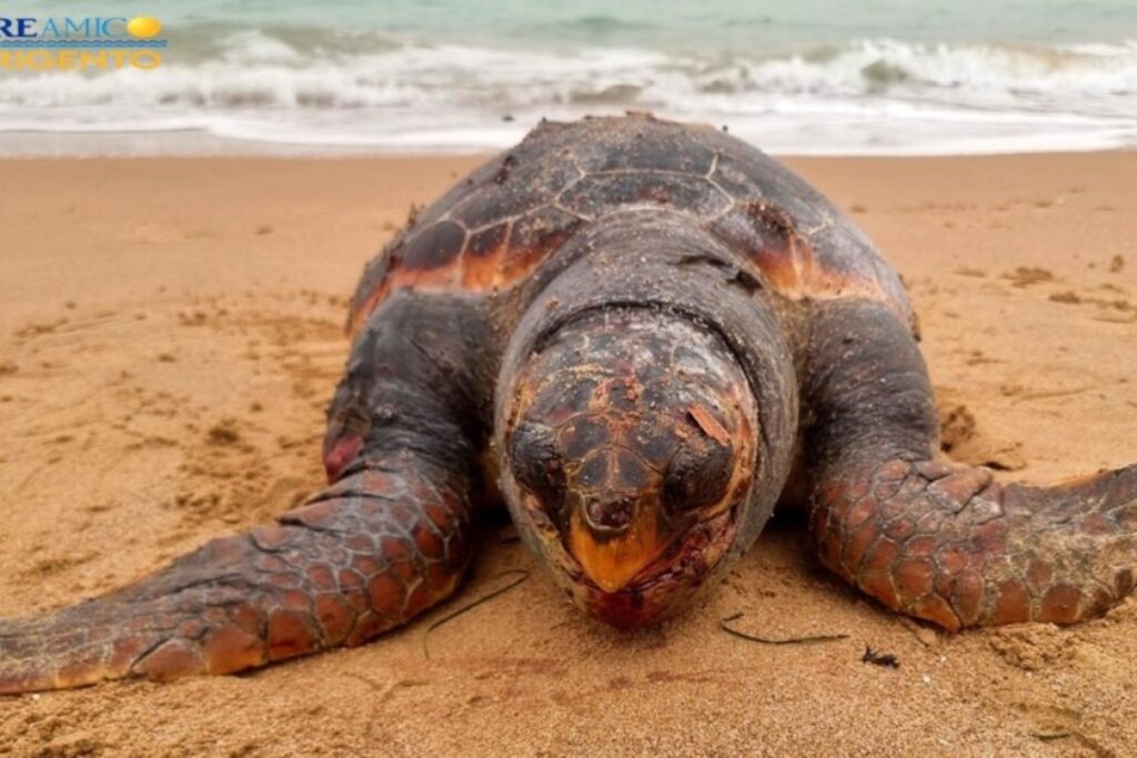 tartaruga caretta caretta