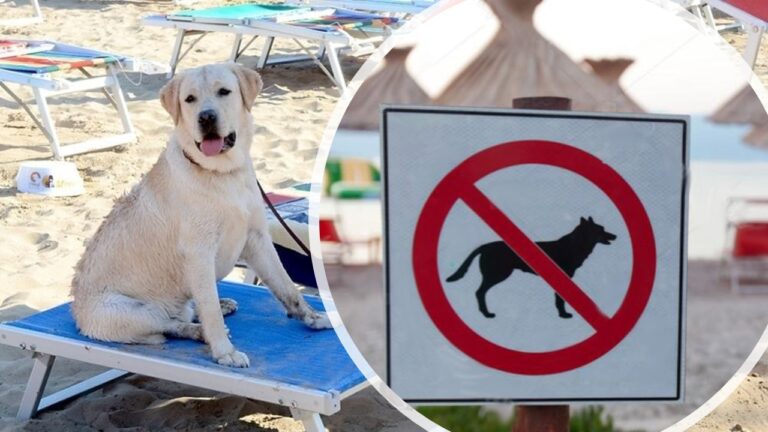 Divieto cani in spiaggia
