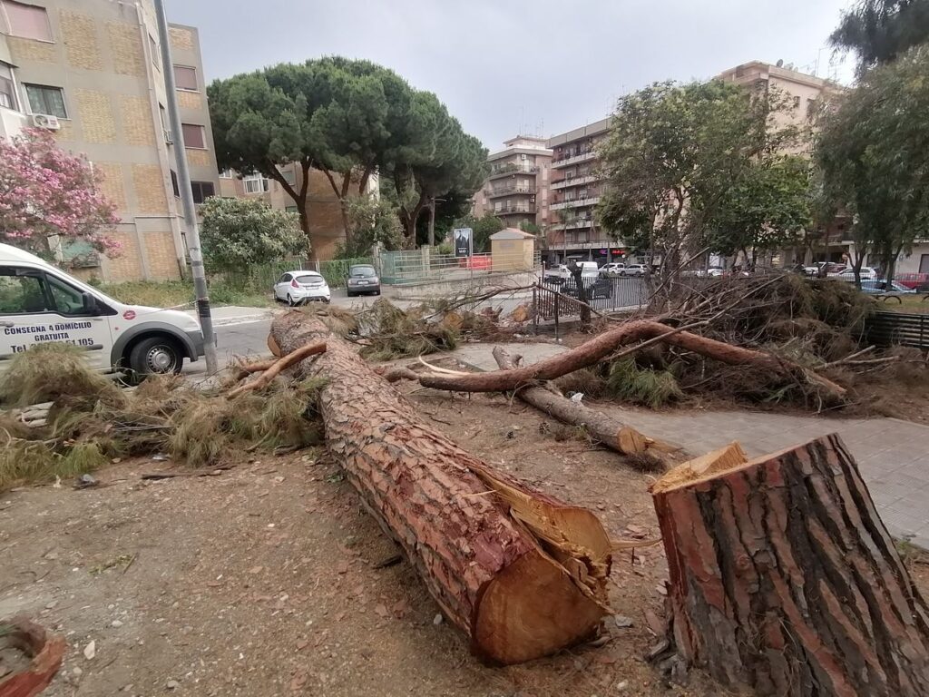 albero reciso in via San Giuseppe