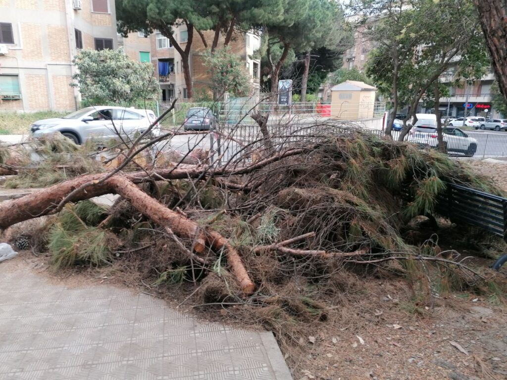 albero tagliato al Gebbione