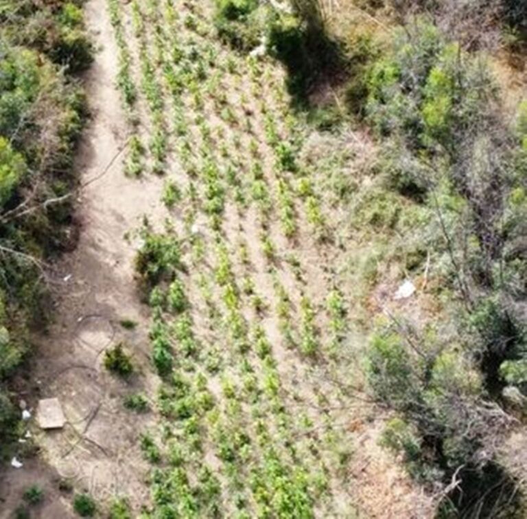 piantagione di marijuana