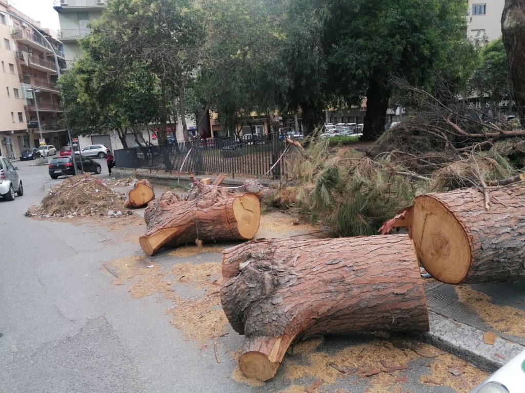 tronco reciso a San Giuseppe