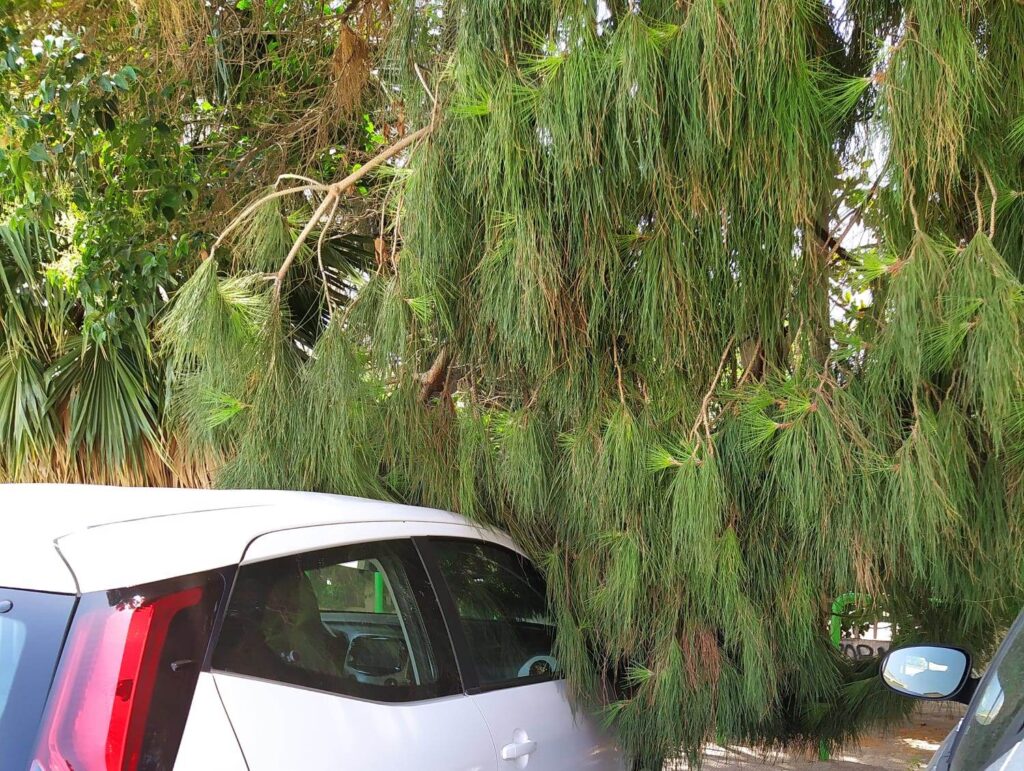 Albero penzolante e aiuola degradata Largo Lucisano