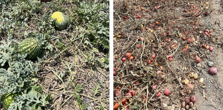 Angurie e pomodori secchi in Calabria per la siccità