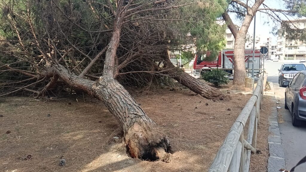 albero caduto scuola media larizza