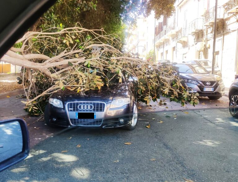 albero caduto su auto